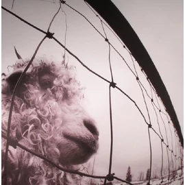 PEARL JAM - VS. (1LP, REMASTERED VINYL EDITION)
